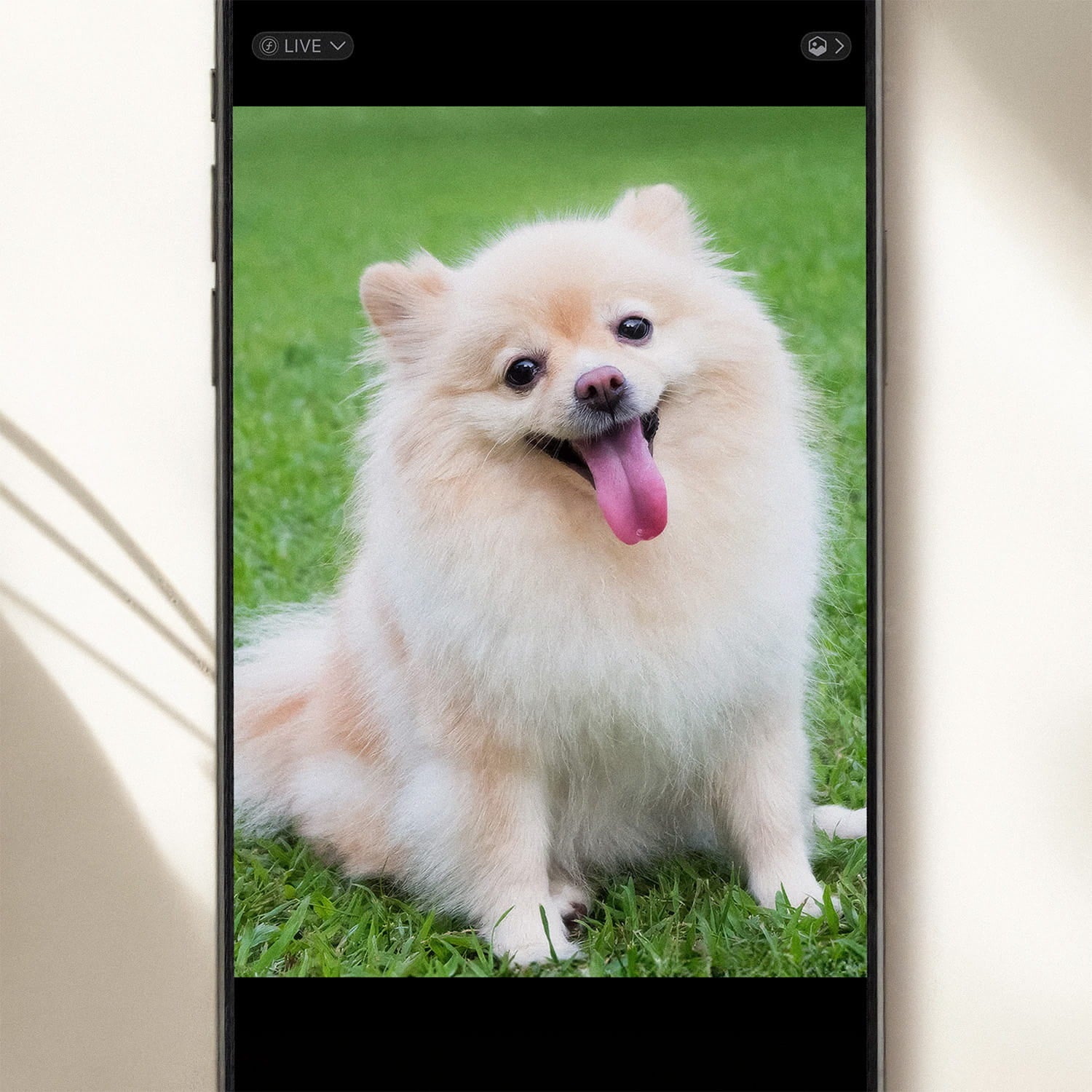An original smartphone pet photo captured on a camera roll, used as a reference for a YOUNI.ONE bespoke pet portrait. Illustrating the starting point of our "From Snapshot to Masterpiece" artisanal process.