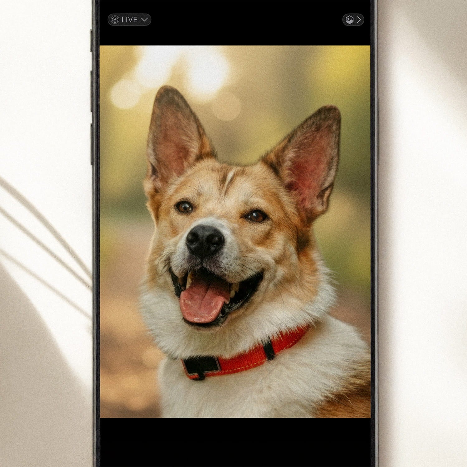 An original smartphone pet photo captured on a camera roll, used as a reference for a YOUNI.ONE bespoke pet portrait. Illustrating the starting point of our "From Snapshot to Masterpiece" artisanal process.