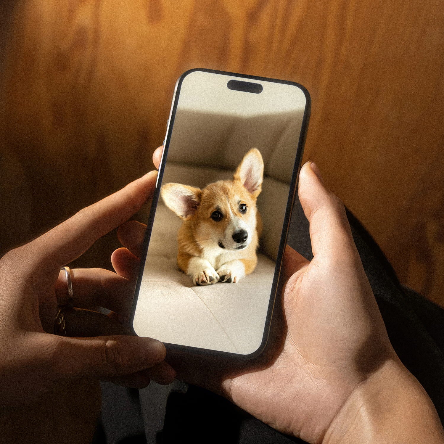 A favorite corgi photo on a phone, showing the first step in creating a custom framed pet portrait with YOUNI.ONE.