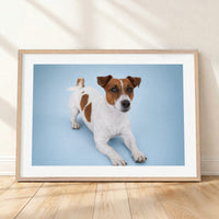 Framed mockup of The Soft Portrait — Mist Blue by YOUNI.ONE. A bespoke horizontal dog portrait set against a mist blue studio backdrop, finished with a white gallery border and classic wood frame.